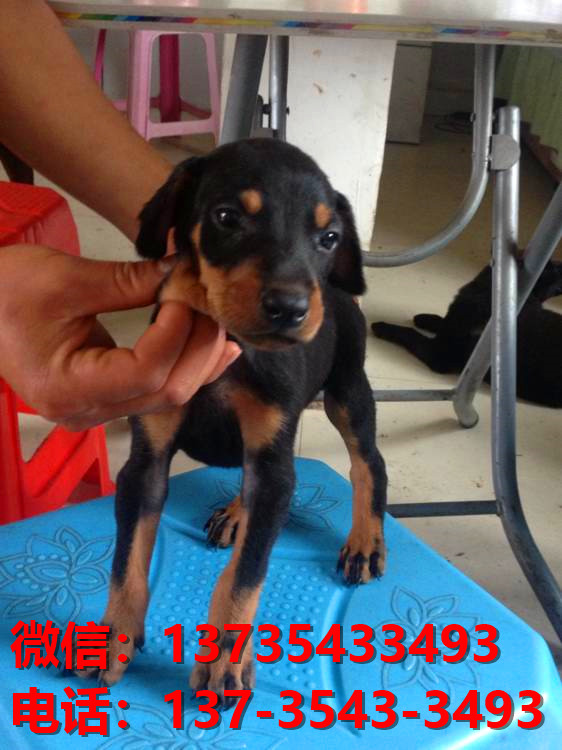 许昌宠物狗狗犬舍出售纯种杜宾犬大型犬哪里有狗市场卖狗地方在哪买狗