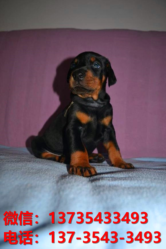 毕节宠物狗狗犬舍出售纯种杜宾犬大型犬哪里有狗市场卖狗地方在哪买狗