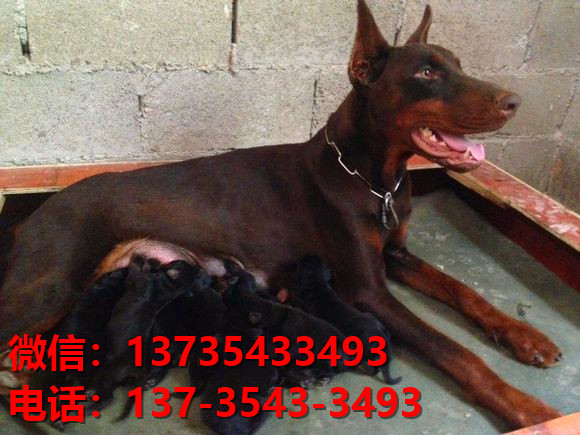 上海宠物狗狗犬舍出售纯种杜宾犬大型犬哪里有