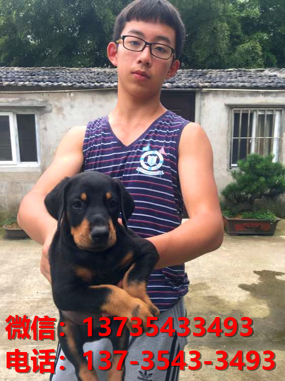 重庆宠物狗狗犬舍出售纯种杜宾犬大型犬哪里有