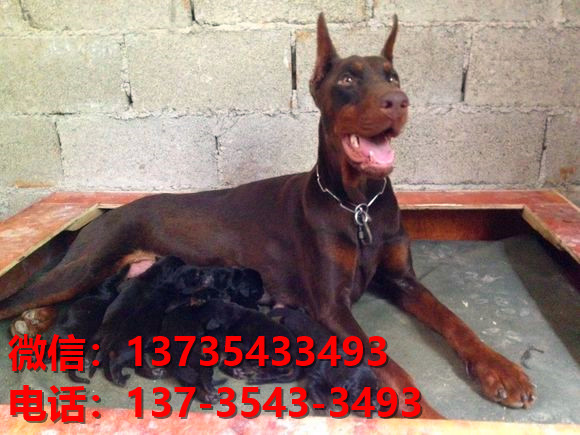 上海宠物狗狗犬舍出售纯种杜宾犬大型犬哪里有狗市场卖狗地方在哪买狗