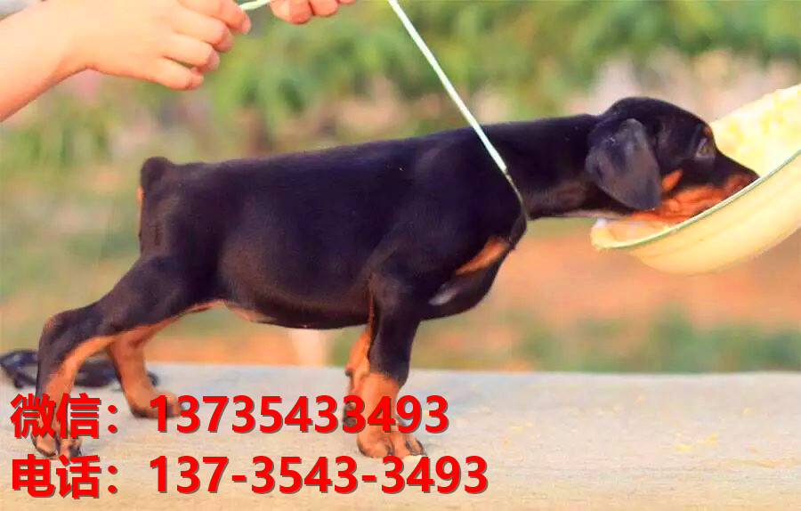 漳州宠物狗狗犬舍出售纯种杜宾犬大型犬哪里有狗市场卖狗地方在哪买狗