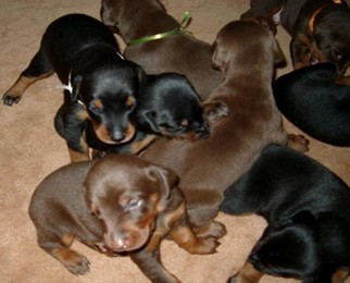 昆明纯种杜宾犬多少钱 云南哪里能买到好的杜宾犬