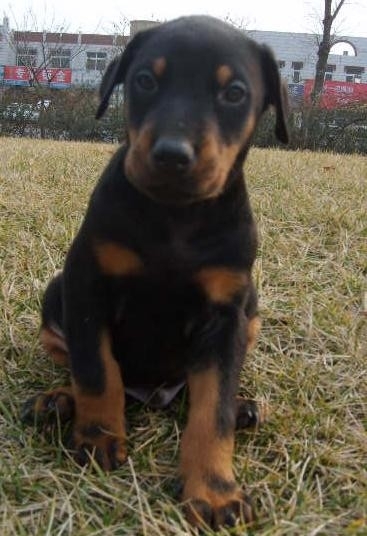 安顺哪里买杜宾多少钱一只