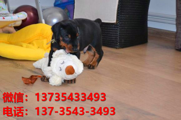 咸阳宠物狗狗犬舍出售纯种杜宾犬大型犬哪里有狗市场卖狗地方在哪买狗