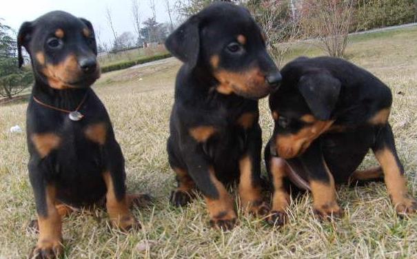 玉溪江川哪里买狗好 玉溪宠物网 玉溪狗狗网