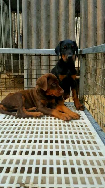 永仁卖杜宾永仁养殖基地出售纯种杜宾