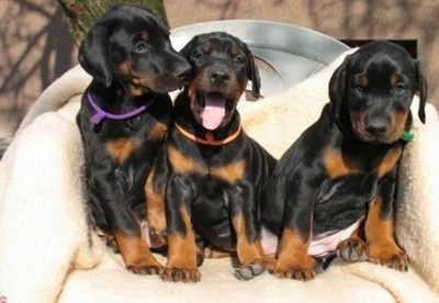 景洪买狗景洪买杜宾 云南狗场出售纯种小杜宾