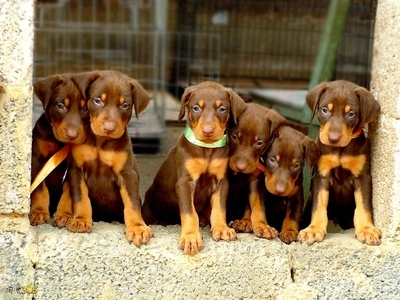 拉萨买狗拉萨买杜宾 养狗基地常年出售杜宾幼犬