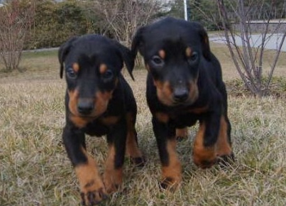 宜宾买狗买杜宾犬 养犬基地出售纯种杜宾小狗