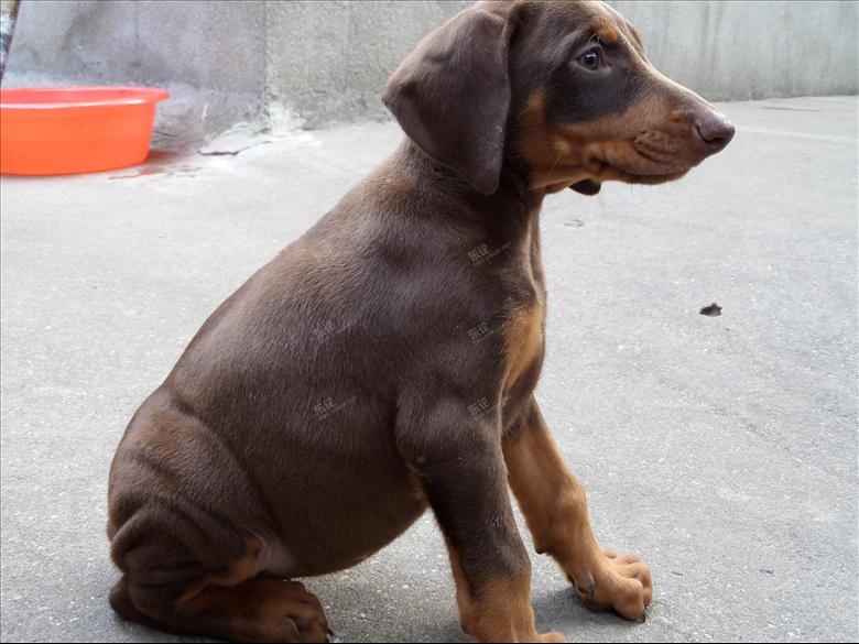 景洪杜宾犬多少钱一条狗场杜宾犬专卖包品质