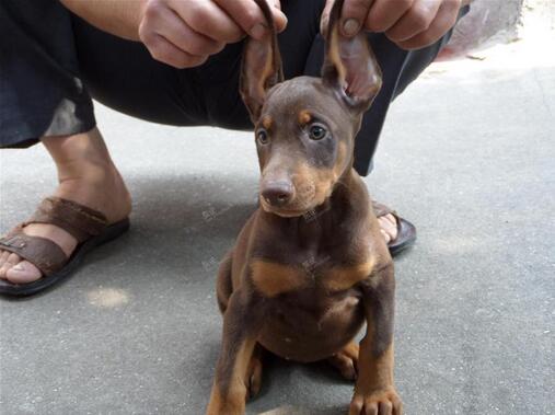 昆明杜宾小狗多少钱一条昆明出售杜宾幼犬包品