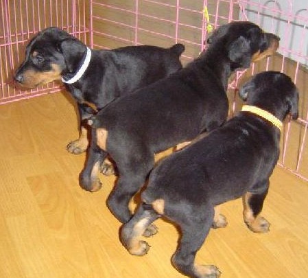 三亚买杜宾犬 狗场专业繁殖出售杜宾小狗