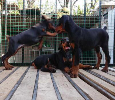 景洪卖纯种杜宾景洪狗场长期出售纯种杜宾