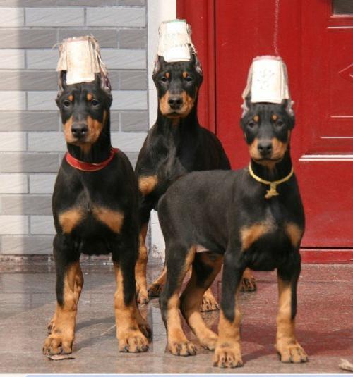 景洪买狗 景洪买杜宾的地方 景洪周边狗场