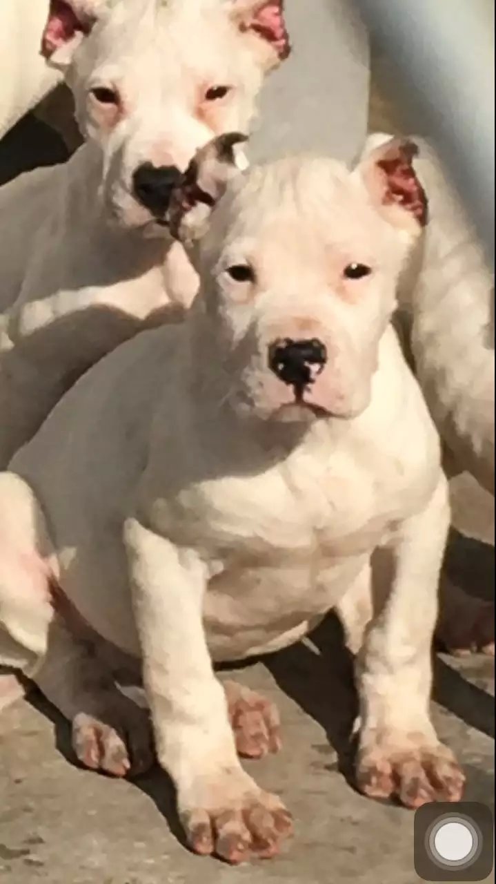 玉溪哪里卖纯种杜高犬玉溪狗场出售杜高幼犬