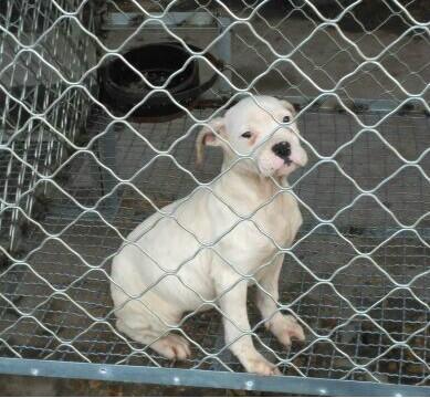 昭通哪里买卖杜高小狗昭通养殖杜高幼犬出售