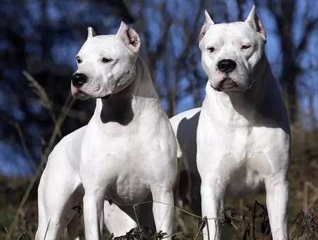 怒江本地哪里买卖杜高小狗泸水地区出售纯种杜