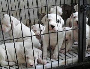 临沧凤庆杜高犬凤庆狗场常年卖纯种杜高犬