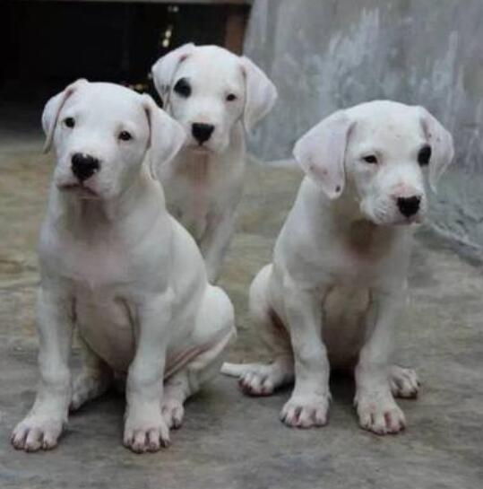 云南本地杜高犬多少钱一条狗场杜高幼犬专卖包