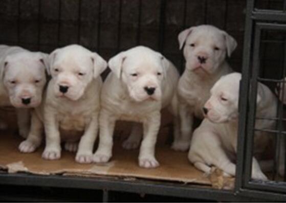 景洪勐腊狗场杜高常年出售包修耳朵