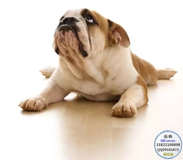 淘气狗狗2020日本宠物展