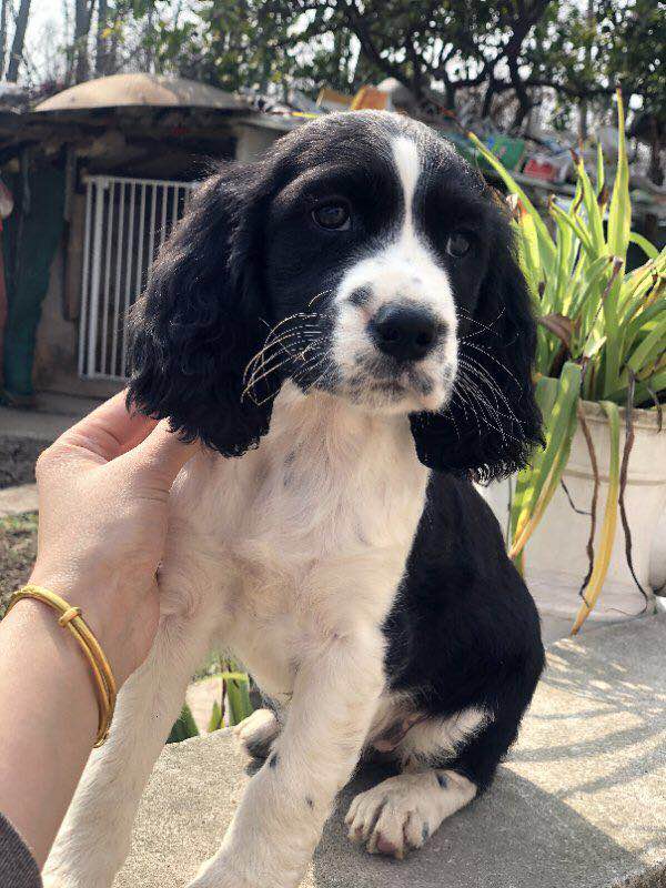 合肥-全国的宠物速运有吗？