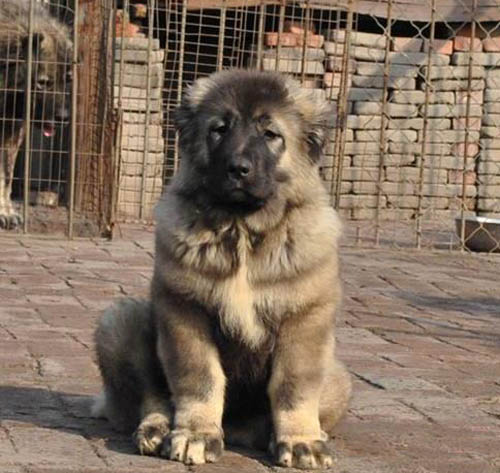 广州能不能养高加索 广州买高加索去哪里好 高