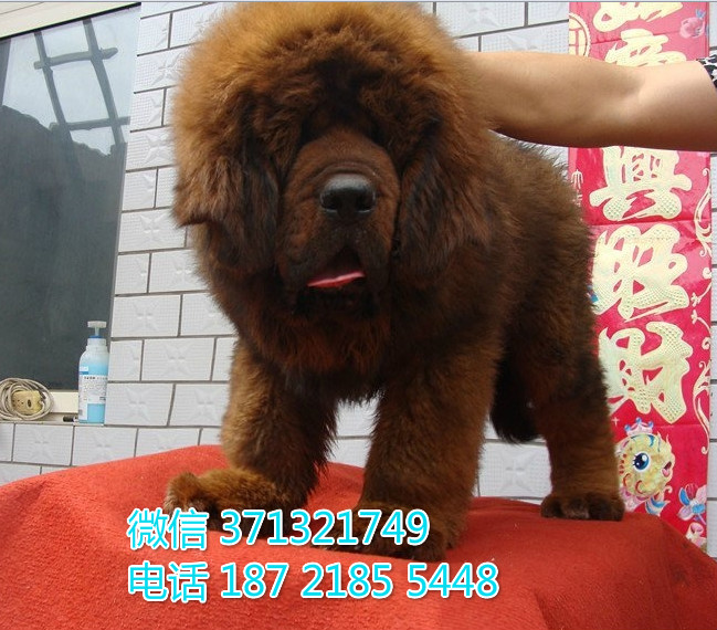 藏獒出售 济南犬舍出售 藏獒狗狗纯种 济南犬舍宠物店