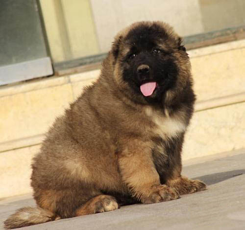 广州哪个地方有犬舍 广州哪里买高加索好 高加