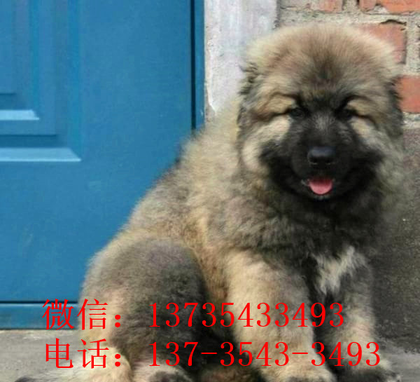 北京宠物狗狗出售纯种高加索犬幼犬领养犬舍狗市场