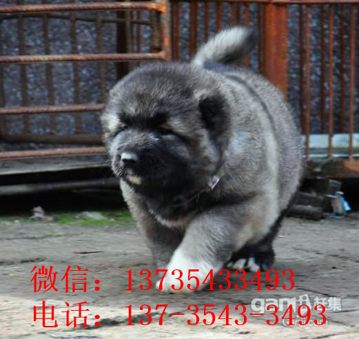 大连宠物狗狗出售纯种高加索犬幼犬领养犬舍狗市场