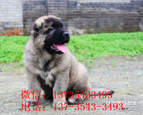 哈尔滨宠物狗狗出售纯种高加索犬幼犬领养犬舍