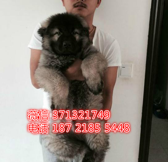 天津狗狗 高加索犬出售 天津特价犬舍 全国发