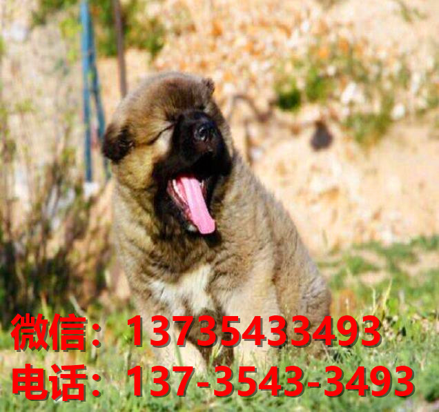广州犬舍 出售纯种高加索犬 看家护院大型犬哪里有护主狗宠物狗市场在哪卖狗