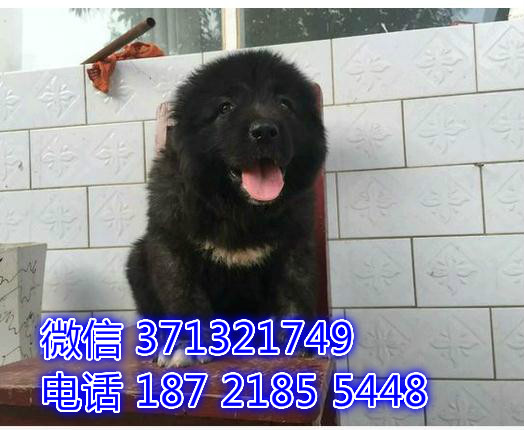 上海狗狗 出售 高加索犬幼犬 上海特价宠物 特