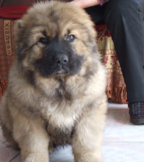 西安犬舍出售纯种高加索犬幼犬活体宠物狗狗市