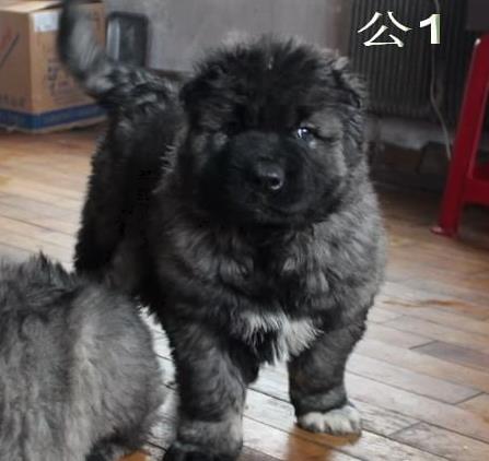 温州犬舍出售纯种高加索犬幼犬活体宠物狗狗市