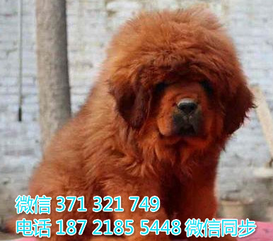 高加索犬纯种幼犬出售 巨型犬高加索犬狗狗 犬舍繁殖途