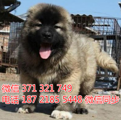 高加索犬宠物买卖 宠物市场 宠物狗狗图片宠物网 斗