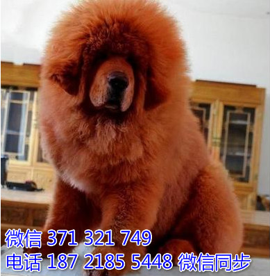 高加索犬纯种幼犬出售 巨型犬高加索犬狗狗 犬