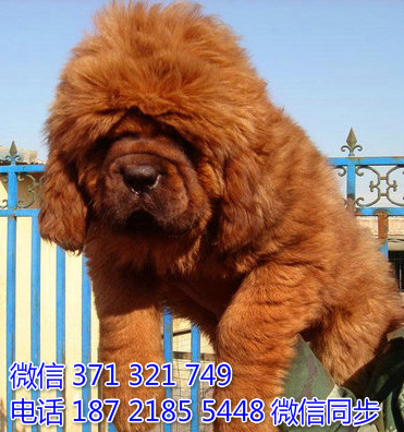 高加索犬纯种幼犬出售 巨型犬高加索犬狗狗 犬舍繁殖此