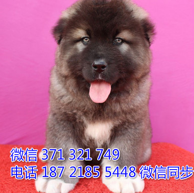 高加索犬宠物买卖 宠物市场 宠物狗狗图片宠物