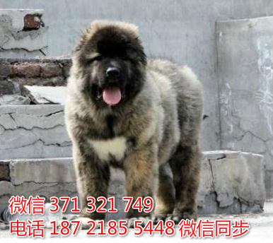 犬舍直销，哪里有宠物高加索 ，精品小型中型大型犬狗狗从
