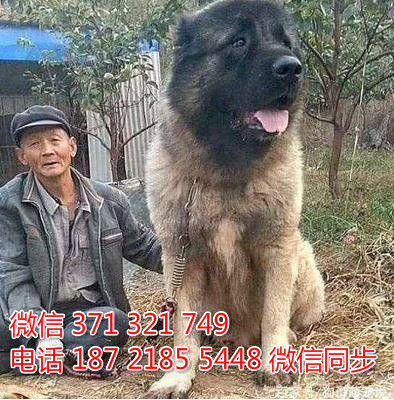 犬舍直销，哪里有宠物高加索 ，精品小型中型大型