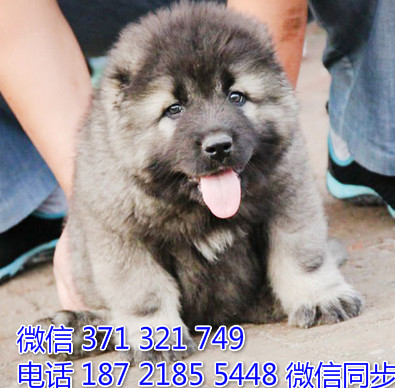 高加索犬宠物买卖 宠物市场 宠物狗狗图片宠物网 斗