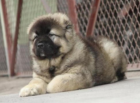 大理卖高加索大理犬舍长期出售纯种高加索