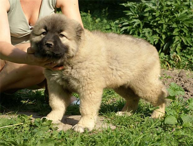 佛山哪里有卖高加索犬 佛山高加索犬一只多少钱 可送货