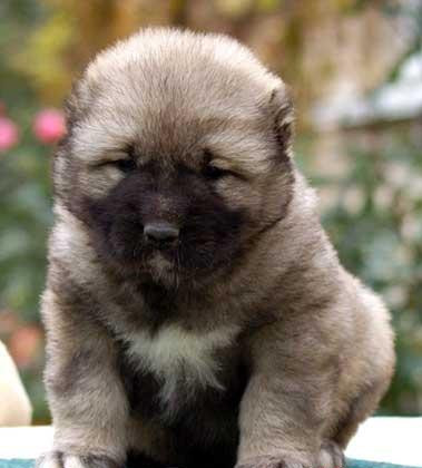 佛山哪里有卖高加索犬 佛山高加索犬一只多少钱 可送货