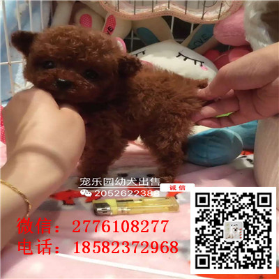 南充哪里有卖长不大小体贵宾犬 茶杯贵宾红色